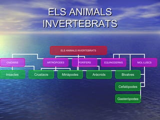 ELS ANIMALS
                INVERTEBRATS

                          ELS ANIMALS INVERTEBRATS



CNIDARIS           ARTRÒPODES           PORÍFERS          EQUINODERMS           MOL·LUSCS




Insectes   Crustacis       Miriàpodes              Aràcnids         Bivalves


                                                                  Cefalòpodes


                                                                 Gasteròpodes
 
