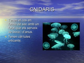 CNIDARIS

• Tenen el cos en
    forma de sac amb un
    forat que els serveix
    de boca i d’anus.
•   Tenen cèl·lules
    urticants.
 