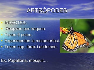 ARTRÒPODES

•   INSECTES:
•    Respiren per tràquea.
•   Tenen 6 potes.
•   Experimenten la metamorfosi.
•   Tenen cap, tòrax i abdomen.


Ex: Papallona, mosquit…
 