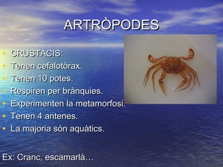 ARTRÒPODES

•   CRUSTACIS:
•   Tenen cefalotòrax.
•   Tenen 10 potes.
•   Respiren per brànquies.
•   Experimenten la metamorfosi.
•   Tenen 4 antenes.
•   La majoria són aquàtics.


Ex: Cranc, escamarlà…
 