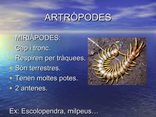 ARTRÒPODES

•   MIRIÀPODES:
•   Cap i tronc.
•   Respiren per tràquees.
•   Són terrestres.
•   Tenen moltes potes.
•   2 antenes.


Ex: Escolopendra, milpeus…
 