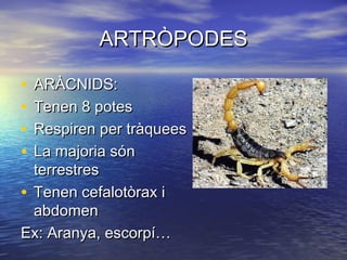 ARTRÒPODES

• ARÀCNIDS:
• Tenen 8 potes
• Respiren per tràquees
• La majoria són
  terrestres
• Tenen cefalotòrax i
  abdomen
Ex: Aranya, escorpí…
 