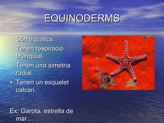EQUINODERMS

• Són aquàtics.
• Tenen respiració
    branquial.
•   Tenen una simetria
    radial.
•   Tenen un esquelet
    calcari.


Ex: Garota, estrella de
  mar…
 