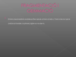 

Es formen a base de resistència, envoltades per fibres i espícules, es formen a la tardor, a l’ hivern la mare mor i quan les
condicions són favorables, a la primavera, originen es un nou ésser viu.

 