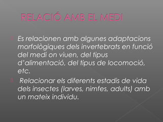 



Es relacionen amb algunes adaptacions
morfològiques dels invertebrats en funció
del medi on viuen, del tipus
d’alimentació, del tipus de locomoció,
etc.
Relacionar els diferents estadis de vida
dels insectes (larves, nimfes, adults) amb
un mateix individu.

 