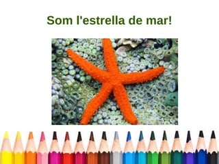 Som l'estrella de mar! 
 