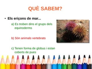 QUÈ SABEM? 
● Els eriçons de mar... 
a) Es troben dins el grups dels 
equinoderms 
b) Són animals vertebrats 
c) Tenen forma de globus i estan 
coberts de pues 
 