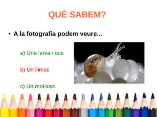 QUÈ SABEM? 
● A la fotografia podem veure... 
a) Una larva i ous 
b) Un llimac 
c) Un mol·lusc 
 