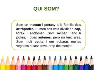 QUI SOM? 
Som un insecte i pertany a la família dels 
artròpodes. El meu cos està dividit en cap, 
tòrax i abdomen. Som ovípar. Tenc 6 
potes, i dues antenes, però no tenc ales. 
Som molt petita i em trobaràs moltes 
vegades a casa teva, prop del menjar. 
 