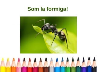 Som la formiga! 
 