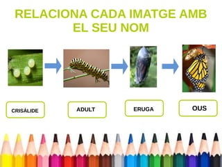 RELACIONA CADA IMATGE AMB 
EL SEU NOM 
CRISÀLIDE ADULT ERUGA OUS 
 