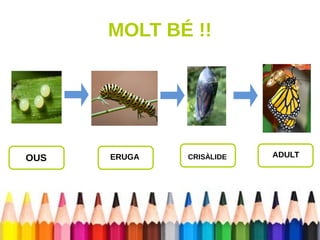 MOLT BÉ !! 
OUS ERUGA CRISÀLIDE ADULT 
 