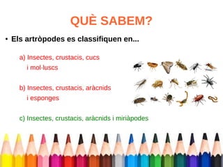 QUÈ SABEM? 
● Els artròpodes es classifiquen en... 
a) Insectes, crustacis, cucs 
i mol·luscs 
b) Insectes, crustacis, aràcnids 
i esponges 
c) Insectes, crustacis, aràcnids i miriàpodes 
 