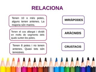 RELACIONA 
Tenen 10 o més potes, 
alguns tenen antenes. La 
majoria són marins. 
Tenen el cos allargat i dividit 
en molts de segments dels 
quals surten les potes. 
Tenen 8 potes i no tenen 
antenes. Quasi tots són 
terrestres. 
MIRIÀPODES 
ARÀCNIDS 
CRUSTACIS 
 