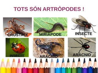 TOTS SÓN ARTRÒPODES ! 
CRUSTACI MIRIÀPODE 
INSECTE ARÀCNID 
INSECTE 
ARÀCNID 
