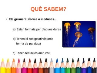 QUÈ SABEM? 
● Els grumers, vorms o meduses... 
a) Estan formats per plaques dures 
b) Tenen el cos gelatinós amb 
forma de paraigua 
c) Tenen tentacles amb verí 
 
