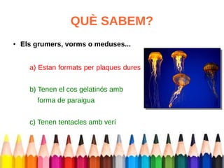 QUÈ SABEM? 
● Els grumers, vorms o meduses... 
a) Estan formats per plaques dures 
b) Tenen el cos gelatinós amb 
forma de paraigua 
c) Tenen tentacles amb verí 
 
