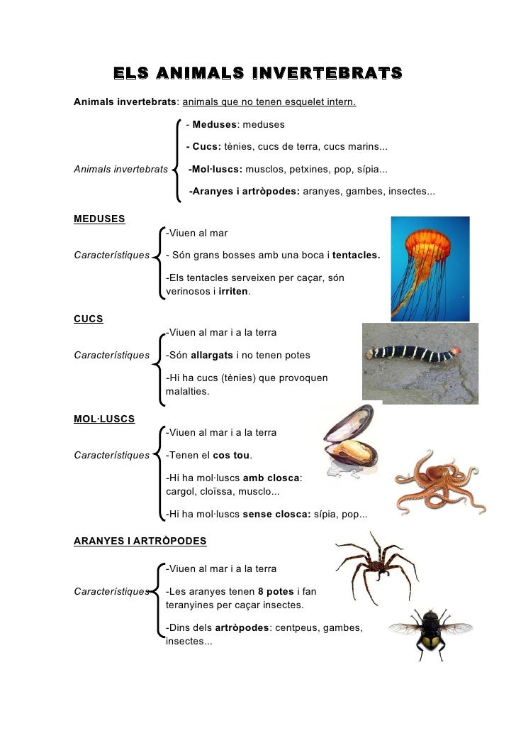ELS ANIMALS INVERTEBRATSAnimals invertebrats: animals que no tenen esquelet intern. - Meduses: medus...
