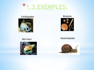 *1.3.EXEMPLES:
Mol·luscs
Cefalòpodes Bivalves
Gasteròpodes
 