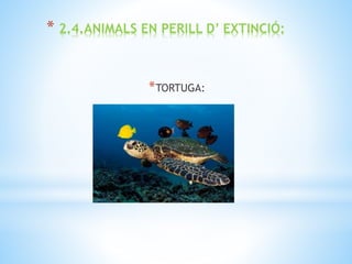 * 2.4.ANIMALS EN PERILL D’ EXTINCIÓ:
*TORTUGA:
 