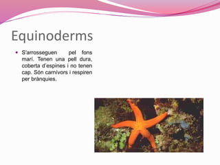 Equinoderms
 S'arrosseguen pel fons
marí. Tenen una pell dura,
coberta d’espines i no tenen
cap. Són carnívors i respiren
per brànquies.
 