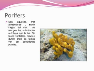 Porífers
 Són aquàtics. Per
alimentar-se , filtren
l’aigua del mar i es
mengen les substàncies
nutritives que hi ha. No
tenen veritables teixits i
durant molt de temps
van ser considerats
plantes.
 