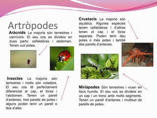 ArtròpodesAràcnids La majoria són terrestres i
carnívors. El seu cos es divideix en
dues parts: cefalotòrax i abdomen.
Tenen vuit potes.
Crustacis La majoria són
aquàtics. Algunes espècies
tenen cefalotòrax i d’altres
tenen el cap i el tòrax
separats. Poden tenir deu
potes o més potes i també
dos parells d’antenes.
Insectes La majoria són
terrestres i molts són voladors.
El seu cos té perfectament
diferenciat al cap, el tòrax i
l’abdomen. Tenen un parell
d’antenes, tres parells de potes i
alguns poden tenir un parell o
dos d’ales
Miriàpodes Són terrestres i viuen en
llocs humits. El seu cos es divideix en
un cap i un tronc amb molts segments.
Tenen un parell d’antenes i multitud de
parells de potes.
 