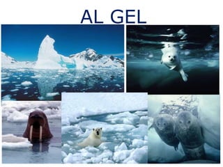 AL GEL
 
