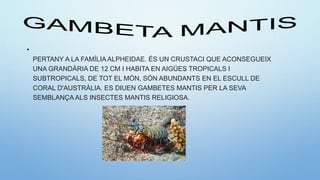 •
PERTANY A LA FAMÍLIA ALPHEIDAE. ÉS UN CRUSTACI QUE ACONSEGUEIX
UNA GRANDÀRIA DE 12 CM I HABITA EN AIGÜES TROPICALS I
SUBTROPICALS, DE TOT EL MÓN, SÓN ABUNDANTS EN EL ESCULL DE
CORAL D'AUSTRÀLIA. ES DIUEN GAMBETES MANTIS PER LA SEVA
SEMBLANÇA ALS INSECTES MANTIS RELIGIOSA.
 