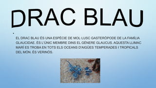 •
EL DRAC BLAU ÉS UNA ESPÈCIE DE MOL·LUSC GASTERÒPODE DE LA FAMÍLIA
GLAUCIDAE. ÉS L'ÚNIC MEMBRE DINS EL GÈNERE GLAUCUS. AQUESTA LLIMAC
MARÍ ES TROBA EN TOTS ELS OCEANS D'AIGÜES TEMPERADES I TROPICALS
DEL MÓN. ÉS VERINÓS.
 