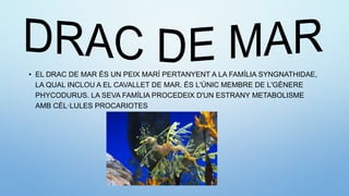 • EL DRAC DE MAR ÉS UN PEIX MARÍ PERTANYENT A LA FAMÍLIA SYNGNATHIDAE,
LA QUAL INCLOU A EL CAVALLET DE MAR. ÉS L'ÚNIC MEMBRE DE L'GÈNERE
PHYCODURUS. LA SEVA FAMÍLIA PROCEDEIX D'UN ESTRANY METABOLISME
AMB CÈL·LULES PROCARIOTES
 