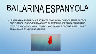 • LA BALLARINA ESPANYOLA. ÉS TRACTA DONCS D'UN CARGOL SENSE CLOSCA
QUE DISPOSA LES SEVES BRÀNQUIES A L'EXTERIOR. ES TROBA EN GAIREBÉ
TOTS ELS MARS TROPICALS, DES DEL MAR ROIG ALS OCEANS ÍNDIC I PACÍFIC.
SÓN ANIMALS D'HÀBITS NOCTURNS.
 