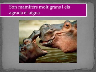 Son mamífers molt grans i els
agrada el aigua
 