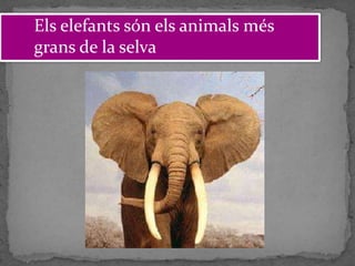 Els elefants són els animals més
grans de la selva
 