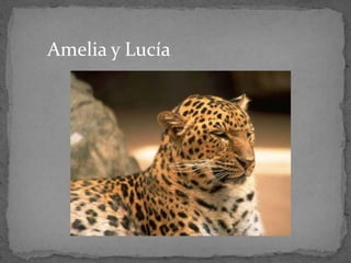 Amelia y Lucía
 
