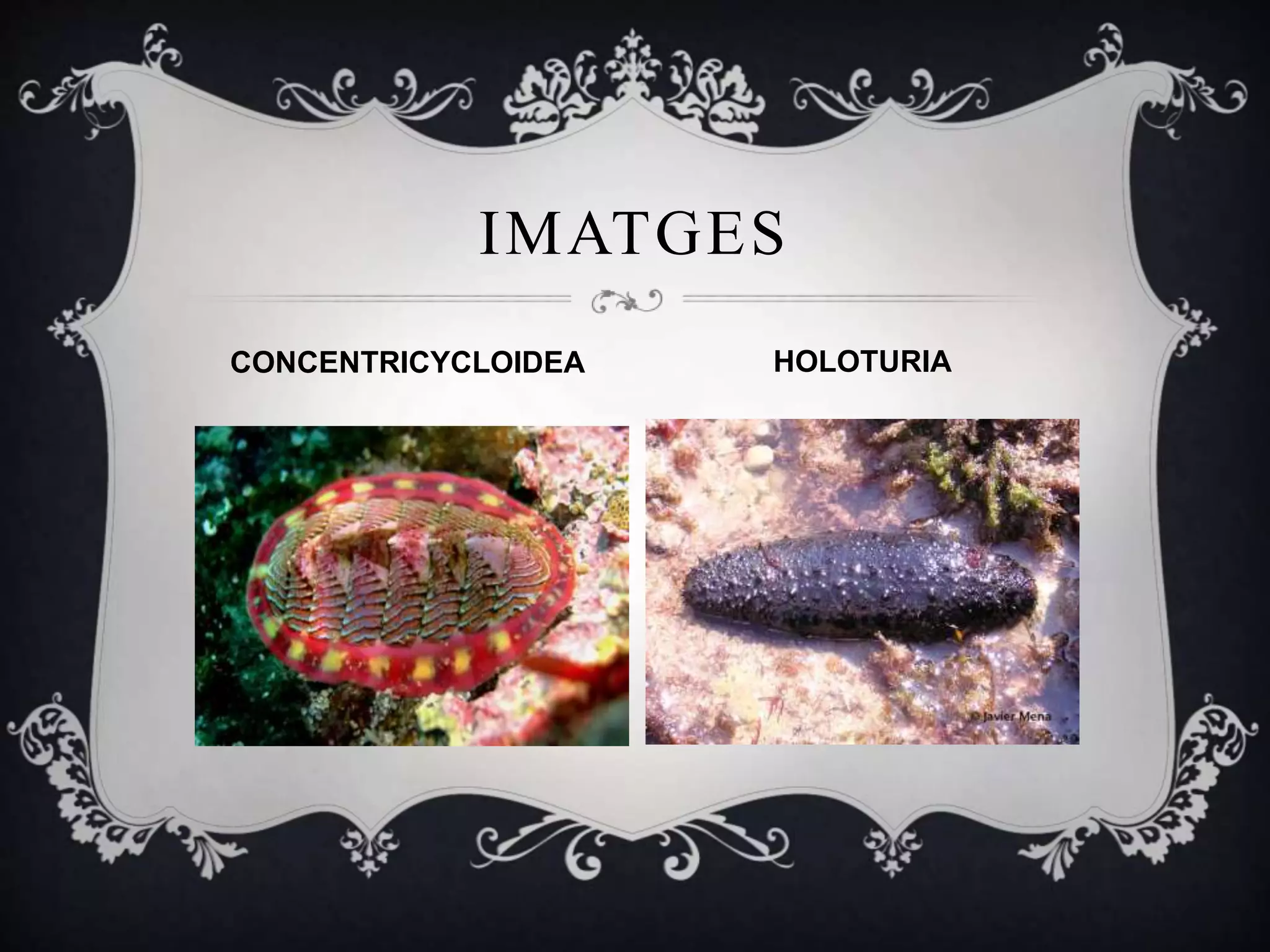 IMATGES
CONCENTRICYCLOIDEA HOLOTURIA
 