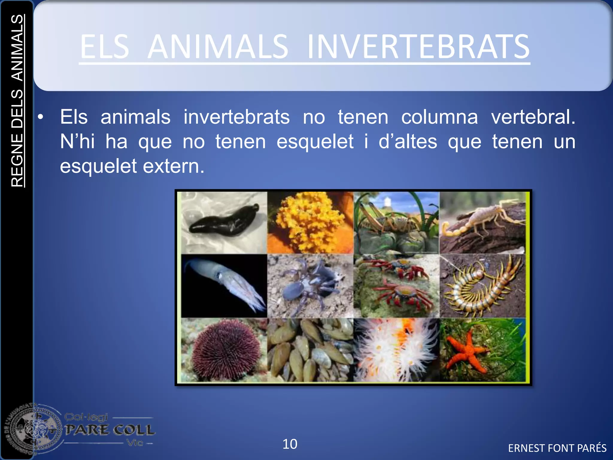 REGNEDELSANIMALS
10
ELS ANIMALS INVERTEBRATS
• Els animals invertebrats no tenen columna vertebral.
N’hi ha que no tenen esquelet i d’altes que tenen un
esquelet extern.
ERNEST FONT PARÉS
 