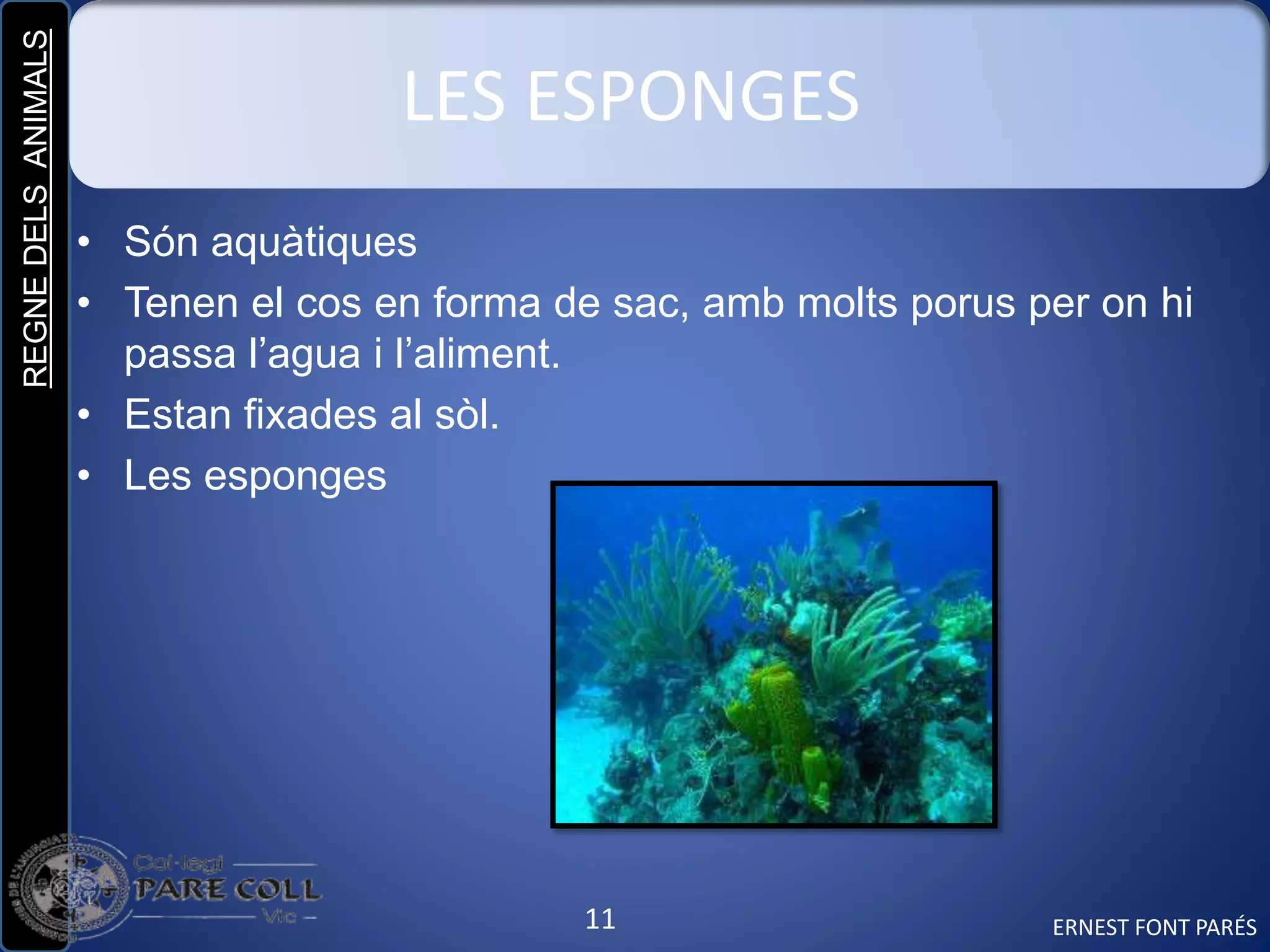 REGNEDELSANIMALS
11
LES ESPONGES
• Són aquàtiques
• Tenen el cos en forma de sac, amb molts porus per on hi
passa l’agua i l’aliment.
• Estan fixades al sòl.
• Les esponges
ERNEST FONT PARÉS
 