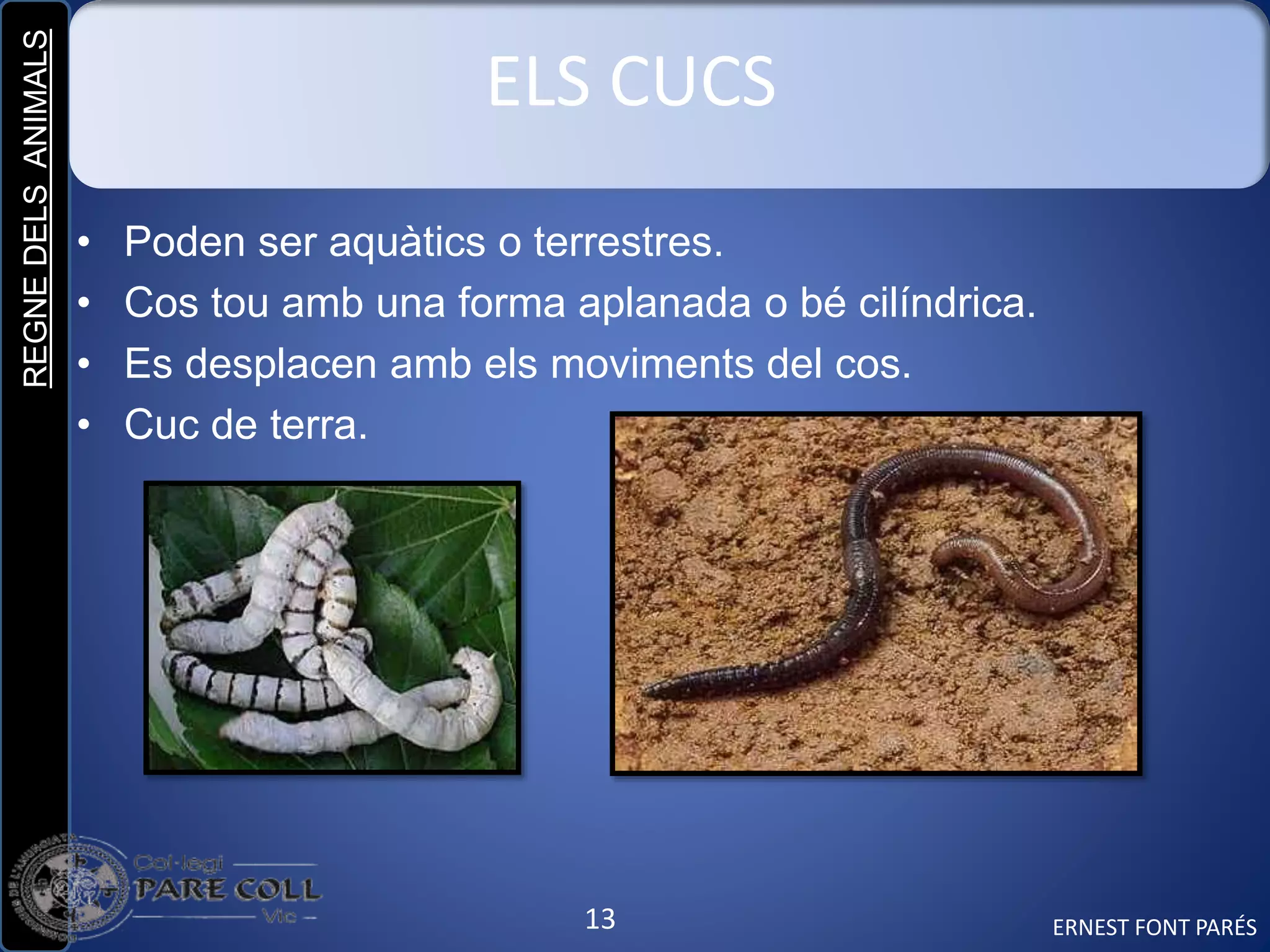 REGNEDELSANIMALS
13
ELS CUCS
• Poden ser aquàtics o terrestres.
• Cos tou amb una forma aplanada o bé cilíndrica.
• Es desplacen amb els moviments del cos.
• Cuc de terra.
ERNEST FONT PARÉS
 