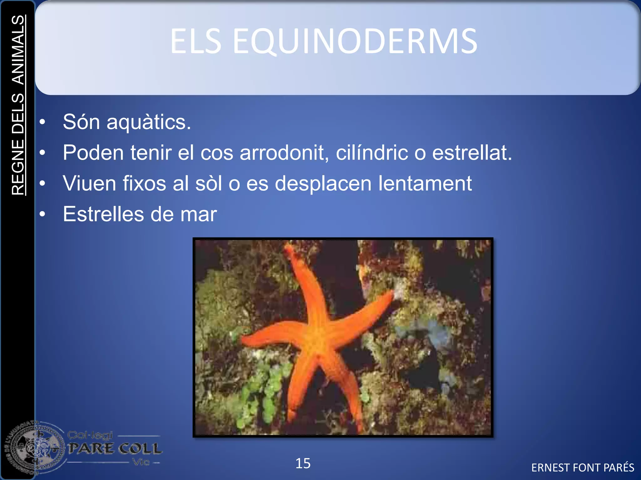 REGNEDELSANIMALS
15
ELS EQUINODERMS
• Són aquàtics.
• Poden tenir el cos arrodonit, cilíndric o estrellat.
• Viuen fixos al sòl o es desplacen lentament
• Estrelles de mar
ERNEST FONT PARÉS
 