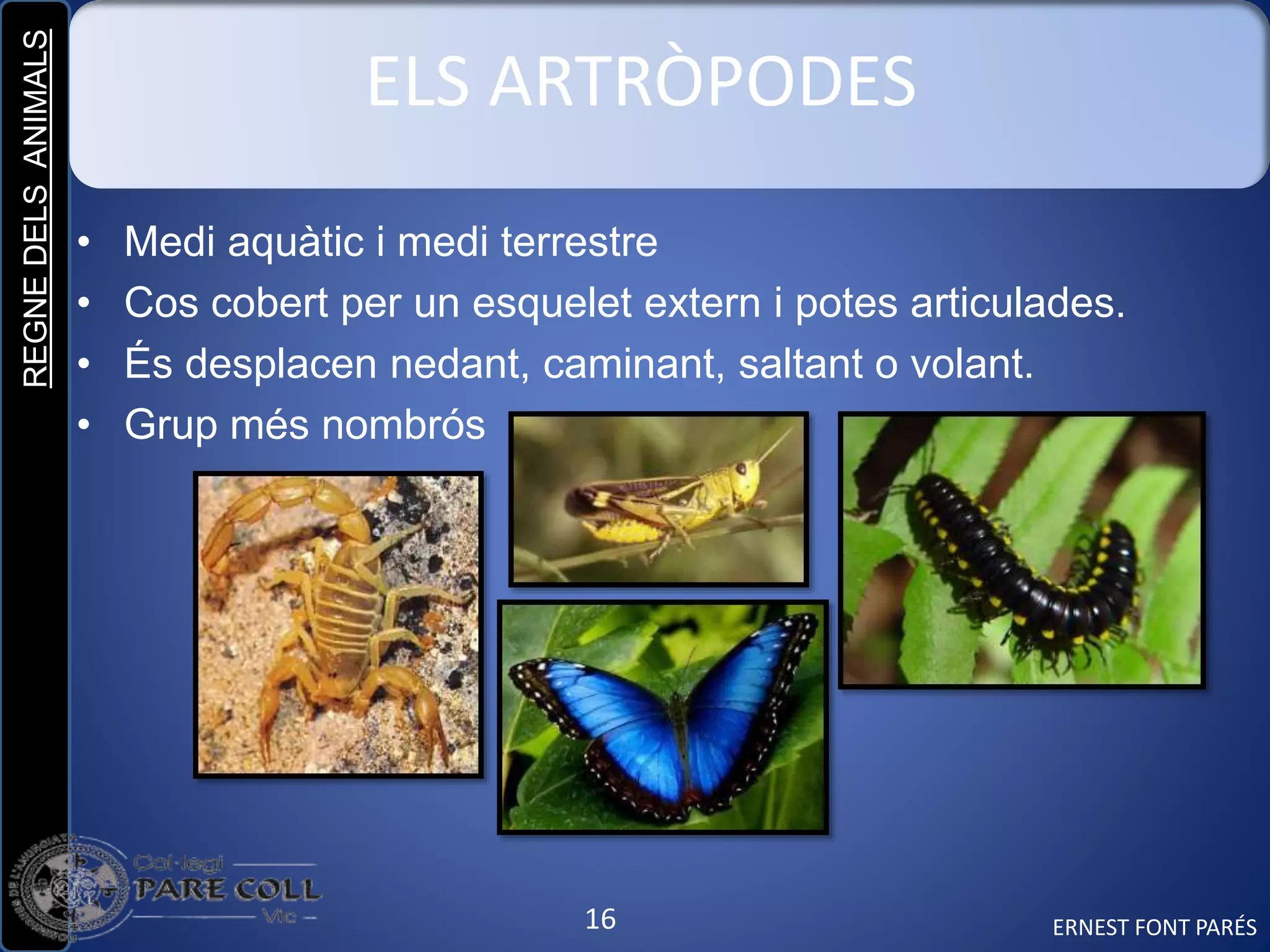 REGNEDELSANIMALS
16
ELS ARTRÒPODES
• Medi aquàtic i medi terrestre
• Cos cobert per un esquelet extern i potes articulades.
• És desplacen nedant, caminant, saltant o volant.
• Grup més nombrós
ERNEST FONT PARÉS
 