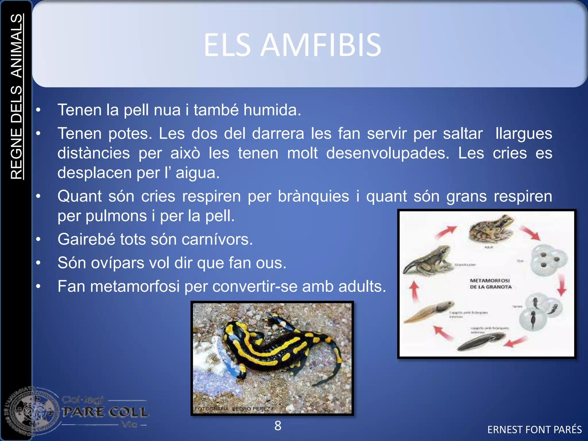 REGNEDELSANIMALS
8
ELS AMFIBIS
• Tenen la pell nua i també humida.
• Tenen potes. Les dos del darrera les fan servir per saltar llargues
distàncies per això les tenen molt desenvolupades. Les cries es
desplacen per l’ aigua.
• Quant són cries respiren per brànquies i quant són grans respiren
per pulmons i per la pell.
• Gairebé tots són carnívors.
• Són ovípars vol dir que fan ous.
• Fan metamorfosi per convertir-se amb adults.
ERNEST FONT PARÉS
 