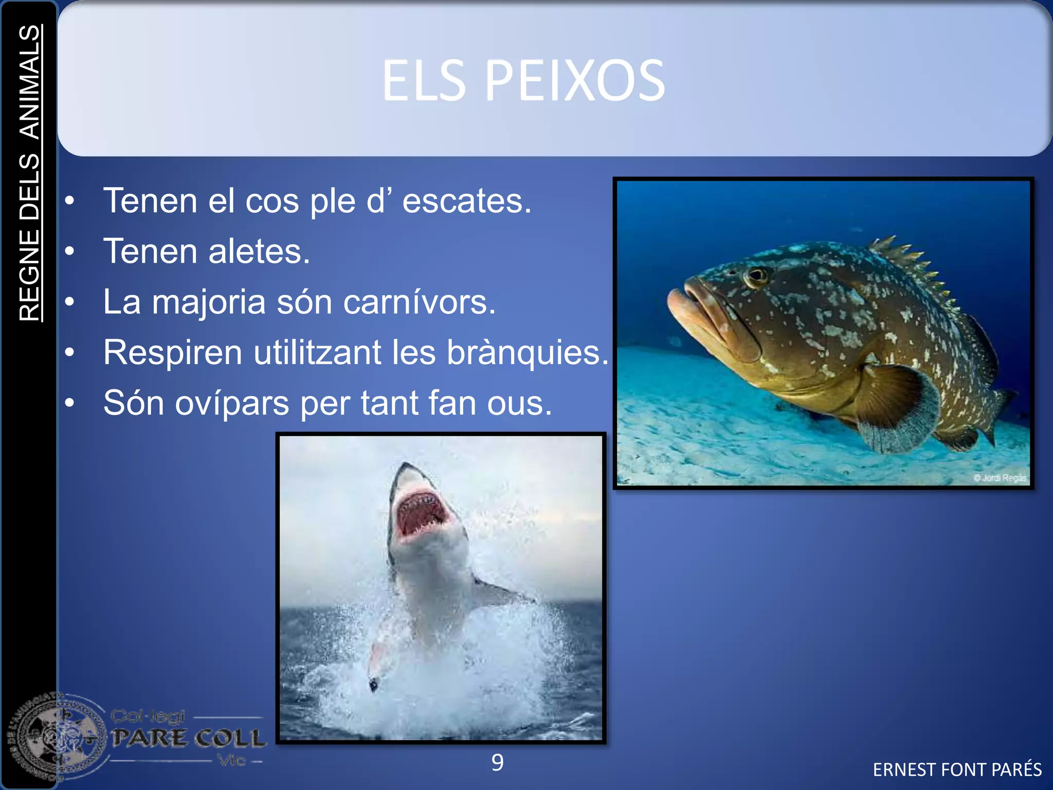 REGNEDELSANIMALS
9
ELS PEIXOS
• Tenen el cos ple d’ escates.
• Tenen aletes.
• La majoria són carnívors.
• Respiren utilitzant les brànquies.
• Són ovípars per tant fan ous.
ERNEST FONT PARÉS
 