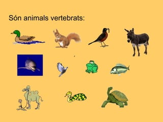 Són animals vertebrats:
 