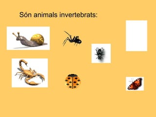 Són animals invertebrats:
 