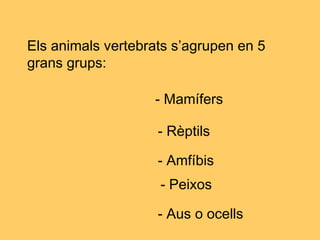 Els animals vertebrats s’agrupen en 5
grans grups:
- Mamífers
- Amfíbis
- Rèptils
- Peixos
- Aus o ocells
 