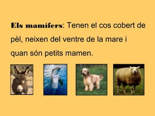 Els mamífers: Tenen el cos cobert de
pèl, neixen del ventre de la mare i
quan són petits mamen.
 