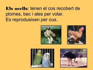 Els ocells: tenen el cos recobert de
plomes, bec i ales per volar.
Es reprodueixen per ous.
 