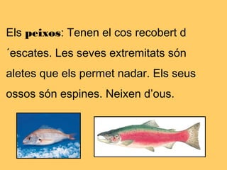 Els peixos: Tenen el cos recobert d
´escates. Les seves extremitats són
aletes que els permet nadar. Els seus
ossos són espines. Neixen d’ous.
 