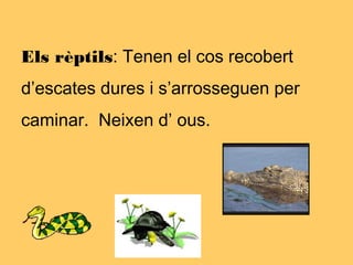 Els rèptils: Tenen el cos recobert
d’escates dures i s’arrosseguen per
caminar. Neixen d’ ous.
 